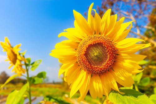 girasol girasol