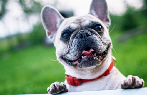 perro Estos son los motivos por los que los perros lamen a las personas