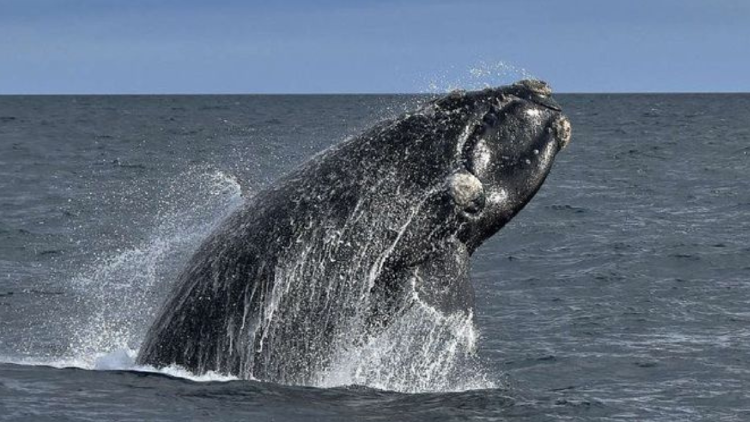 ballena franca El informe fusionó datos de más de 40 años recopilados mediante programas de identificación fotográfica y análisis de marcaje y recaptura (Foto: Pinterest)