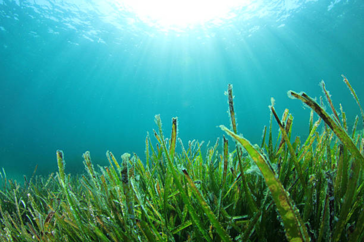 praderas marinas2 praderas marinas2