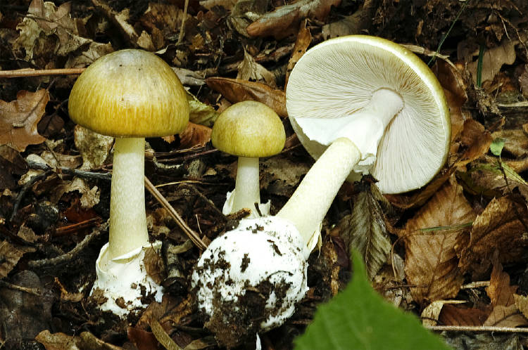 hongo toxico venenoso Amanita phalloides