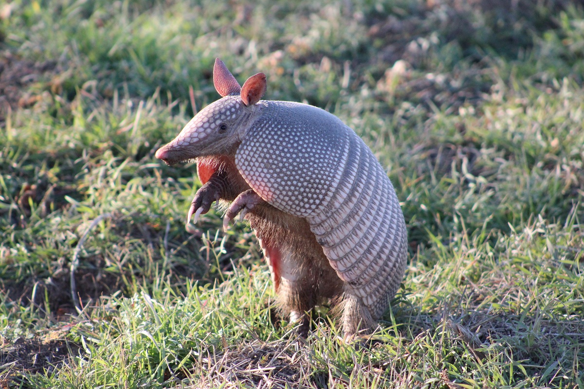 Armadillo Animales en extinción