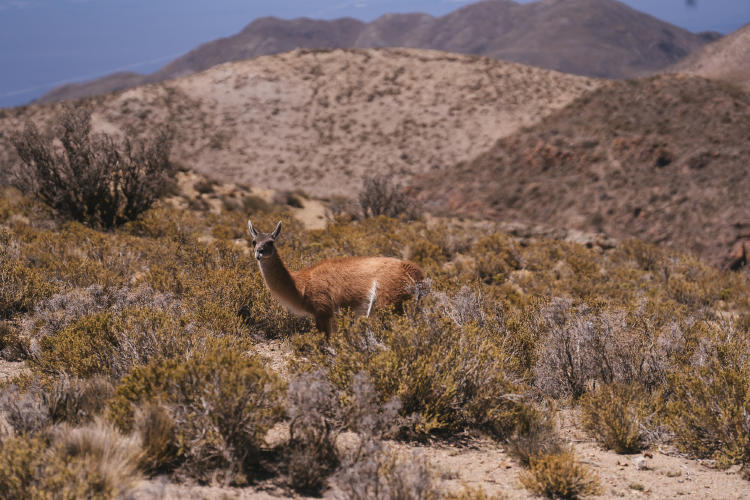 Biodiversidad Villavicencio biodiversidad villavicencio
