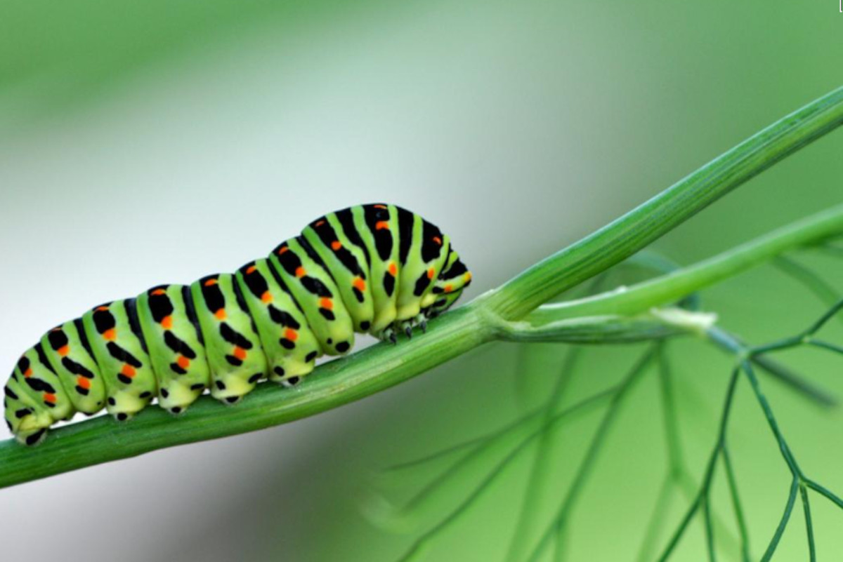 oruga planta oruga planta