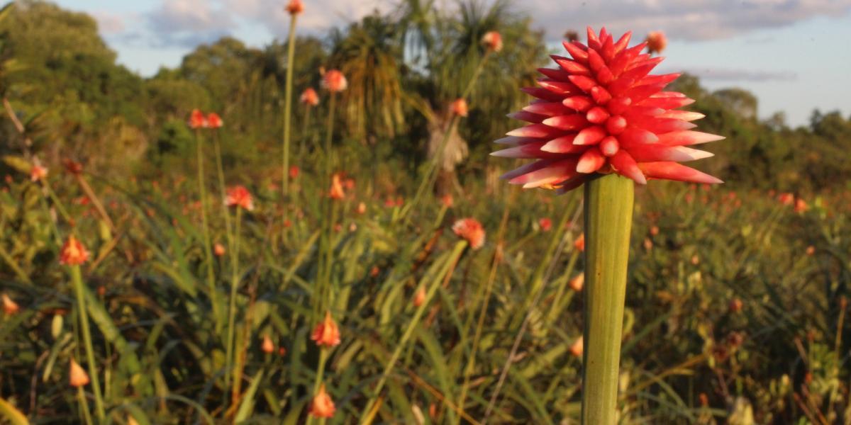 Flor de inírida