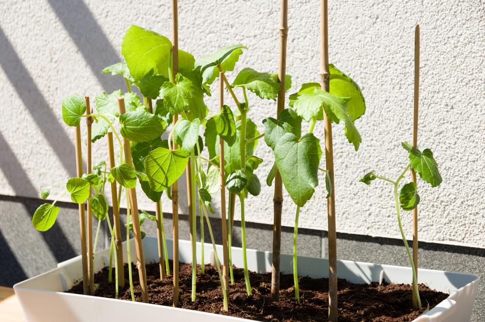 hidroponia hidroponia