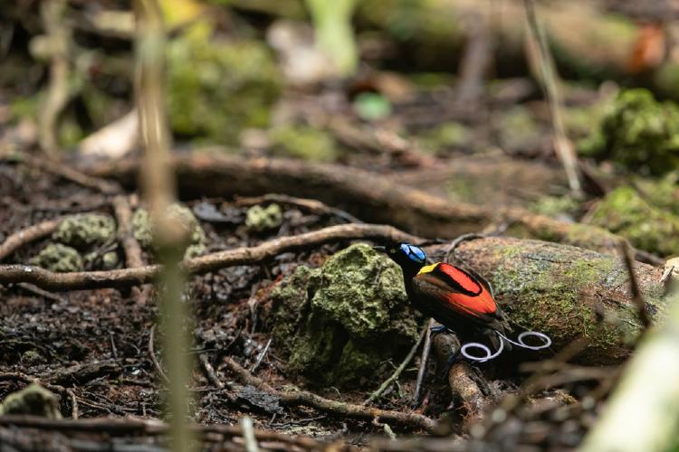 Ave de Wilson reposando en el suelo del bosque-min Ave de Wilson reposando en el suelo del bosque-min