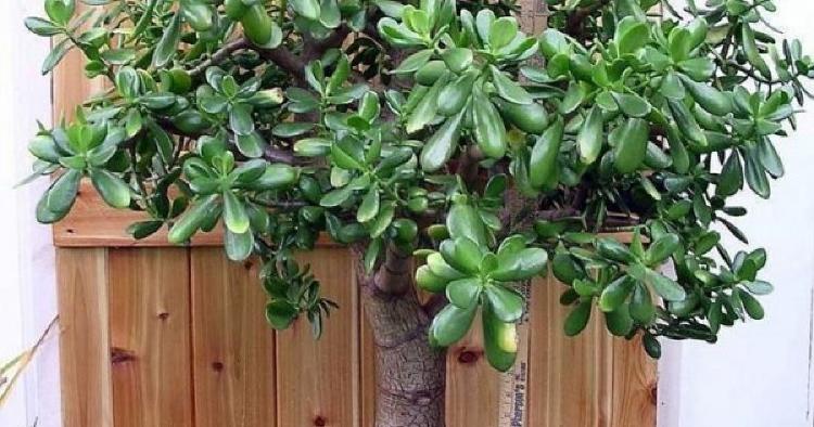 Planta de Jade Planta de Jade