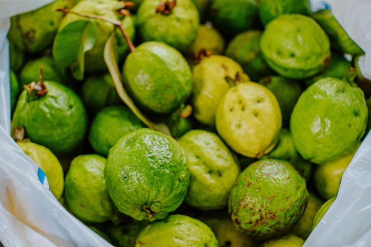 hoja de guayaba