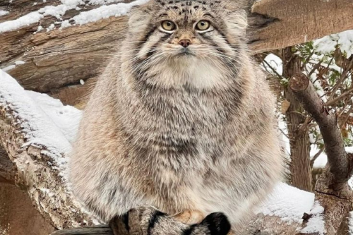 gato de pallas Imagen: Pinterest