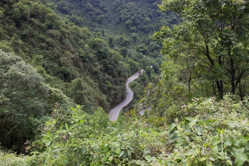 Yungas: ¿por qué es importante su reforestación?
