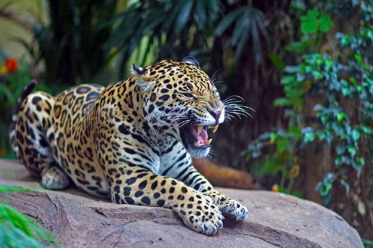 leopardo