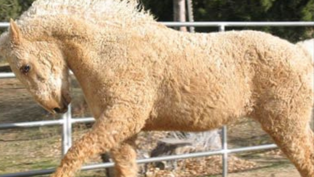 En la Patagonia argentina, es probable que su aparición sea el resultado de la llegada de caballos importados con genes \"curly\", los cuales se mezclaron con las razas locales, dando lugar a esta rareza ecuestre. (Foto: Pinterest)