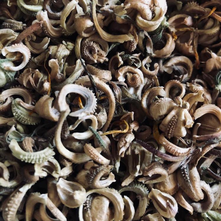 semilla calendula semilla calendula