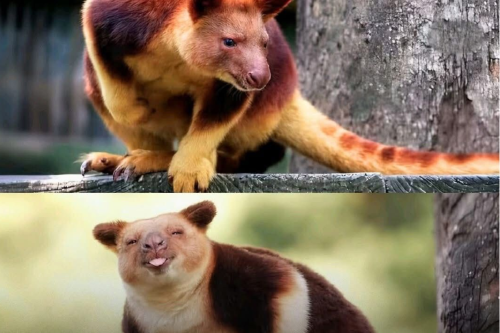 canguro Imagen: wildnature