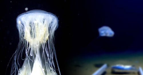 encuentran fondo oceano extraña criatura nunca antes vista