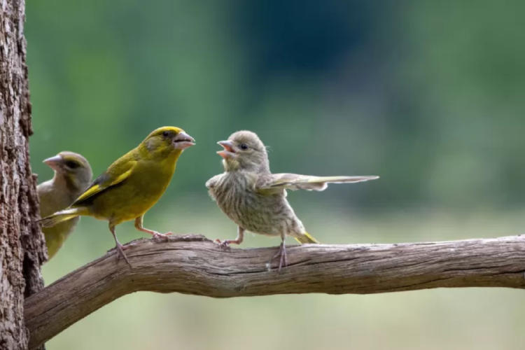 pajaros discuten