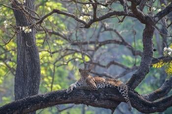 leopardo leopardo