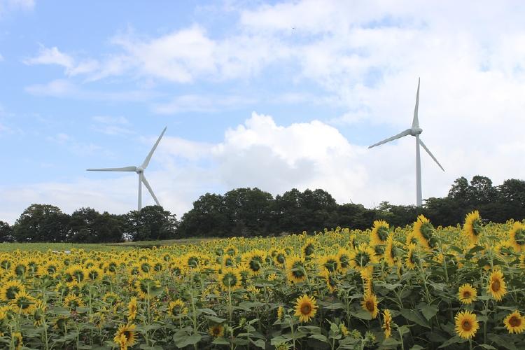 Girasoles cultivados en Japón