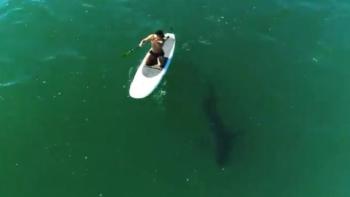 Video viral Orlando Bloom surfea con tiburón