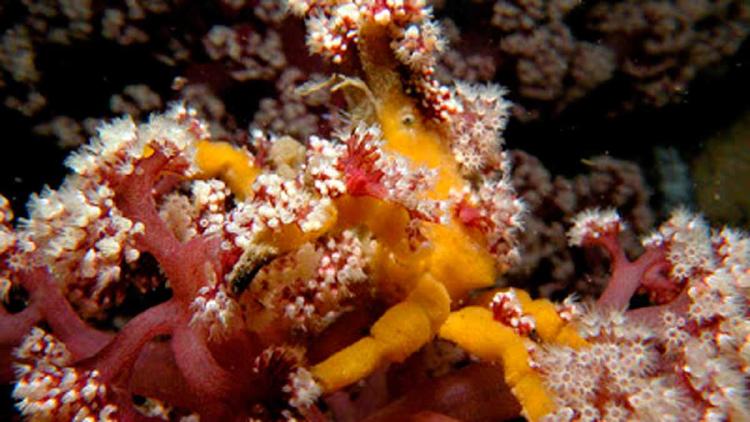 el asombroso camuflaje del cangrejo decorador 2 el asombroso camuflaje del cangrejo decorador 2