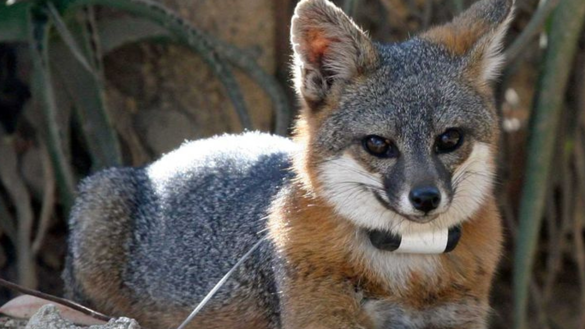 zorro gris Los cachorros de zorro gris (Urocyon cinereoargenteus) son las crías de una de las especies de zorro más fascinantes y adaptables de América (Foto: Pinterest)