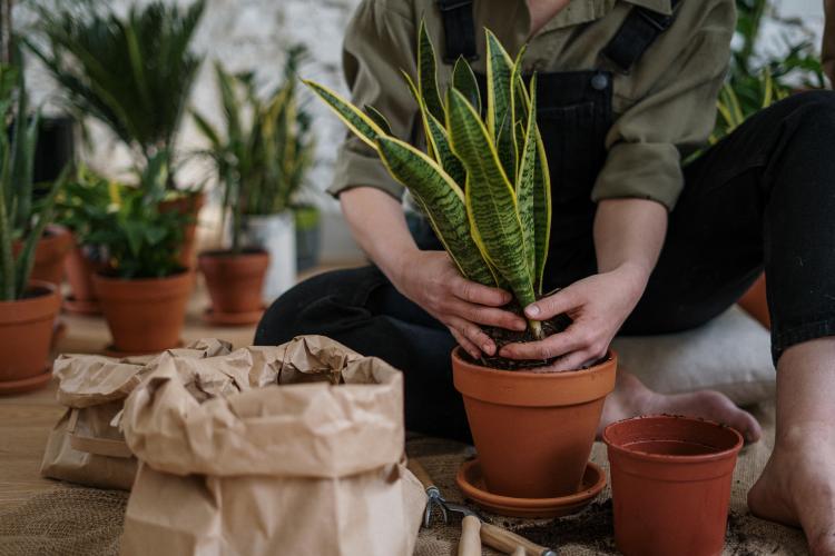 Mujer sentada en el suelo plantando sansevieria