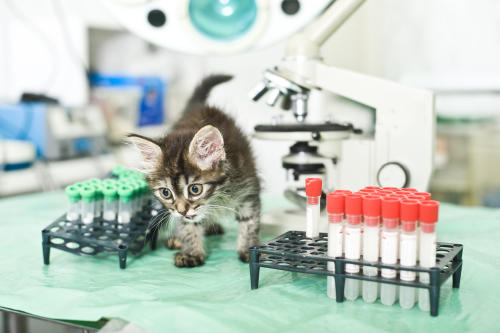 gato laboratorio