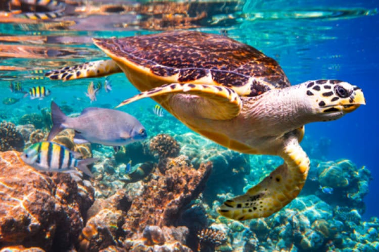 recursos marinos recursos marinos