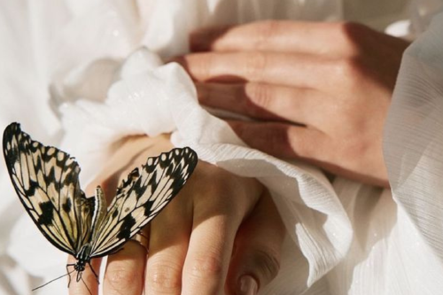 mariposa Imagen: Pinterest