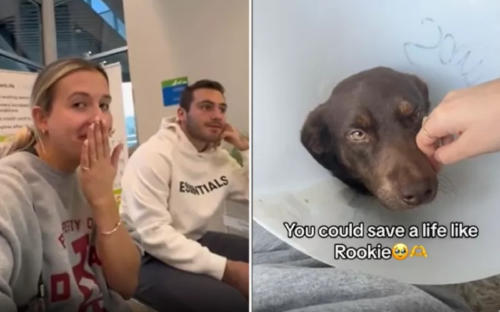 mujer adopta perro mujer adopta perro