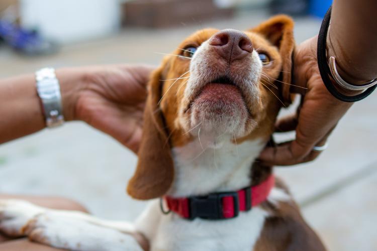 closeup of hands petting cute beagle