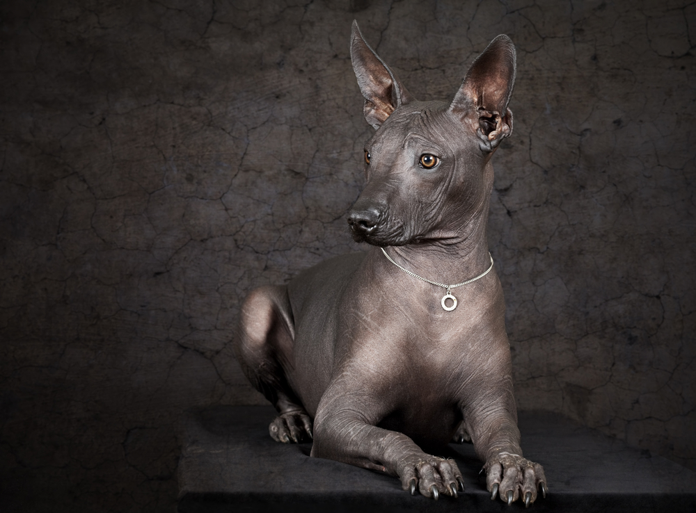 perro azteca perro azteca