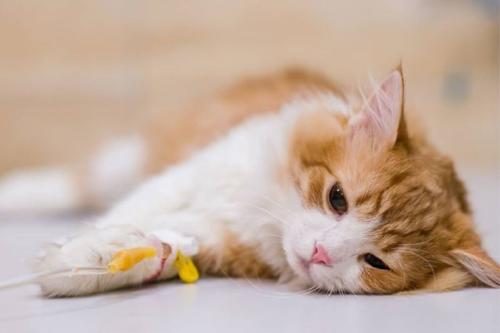 gato Los científicos comparan la PIF con el Long COVID en humanos. Conocé los factores de riesgo, las formas de contagio y las claves para cuidar la salud de tu gato. (msn.com)