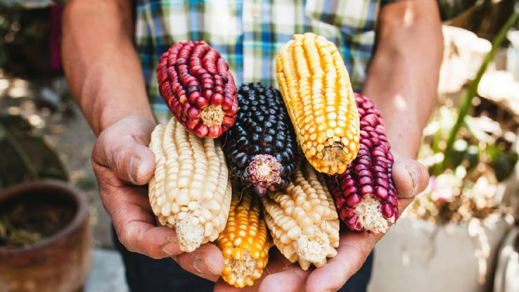 maíz variedades