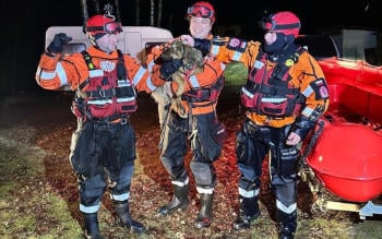 rescate perro rescate perro