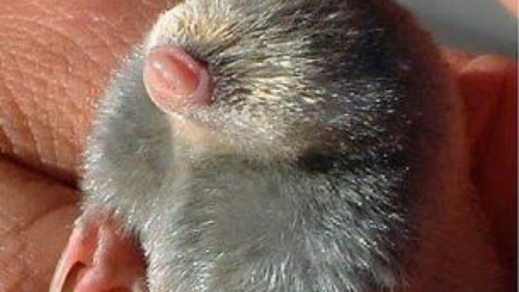 canva 2024 12 12T090605.545 El topo dorado, un mamífero subterráneo único de África subsahariana, desarrolló habilidades extraordinarias para escuchar y moverse en su entorno arenoso. (Foto: Pinterest)