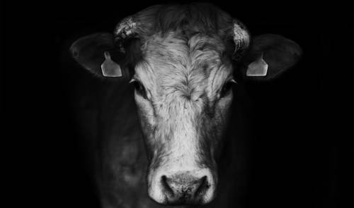 Así es como en el futuro podrás comer carne sin consumir animales