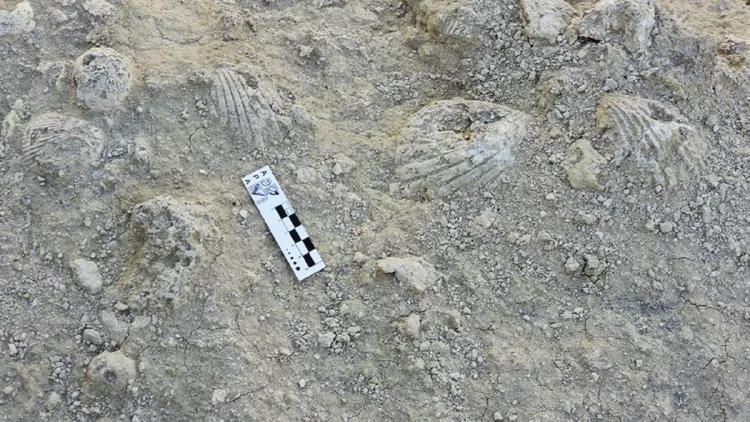 Discinisca messii Discinisca messii