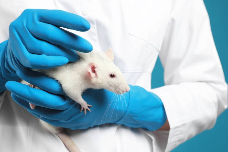 una rata en manos de un cientifico en el laboratorio