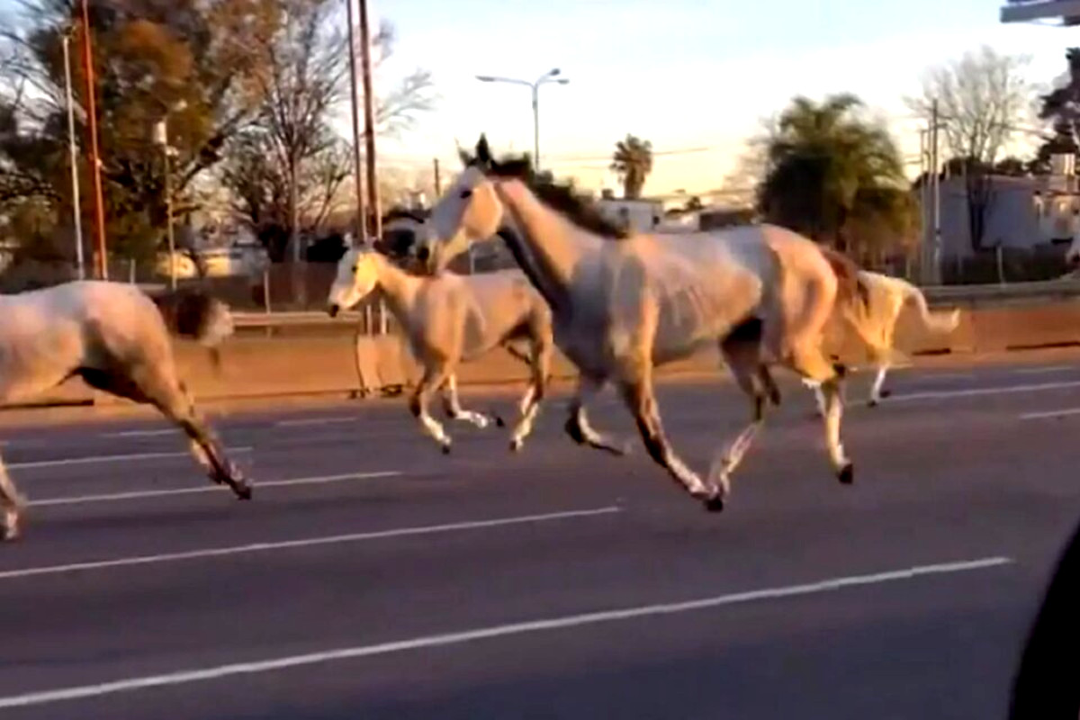 caballos caballos