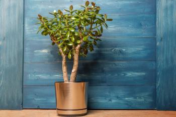 Planta de jade Planta de jade