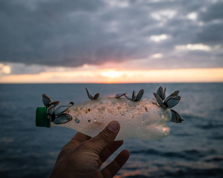 19.07.10 - Life on plastic bottle - @osleston 19.07.10 - Life on plastic bottle - @osleston