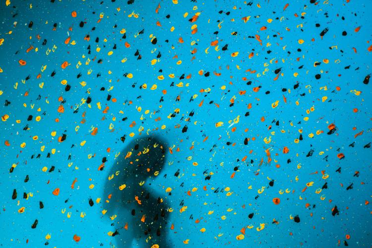 ¿Qué significa soñar con animales? ¿Qué significa soñar con animales?