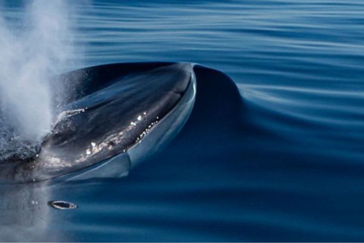 Imagen representativa de una ballena aleta. (Fuente de la imagen: Getty Images | Fotos de Alexis Rosenfeld)