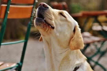 labrador-aullando por qué aullan los perros