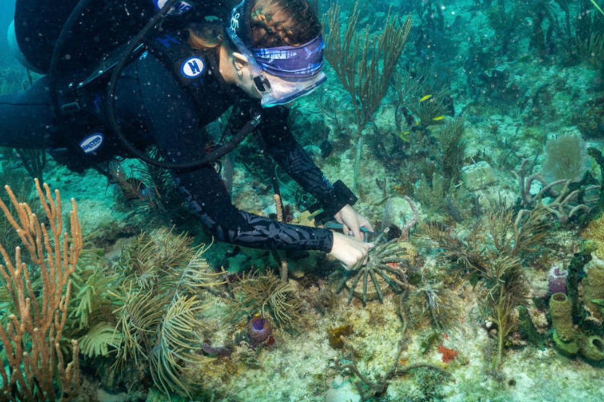 FLORIDA TRASPLANTE DE CORAL© AP