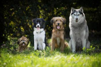 perros perros