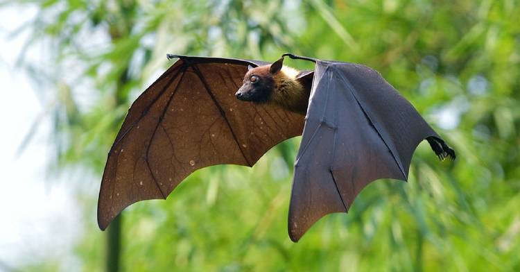 murcielagos selva murcielagos selva