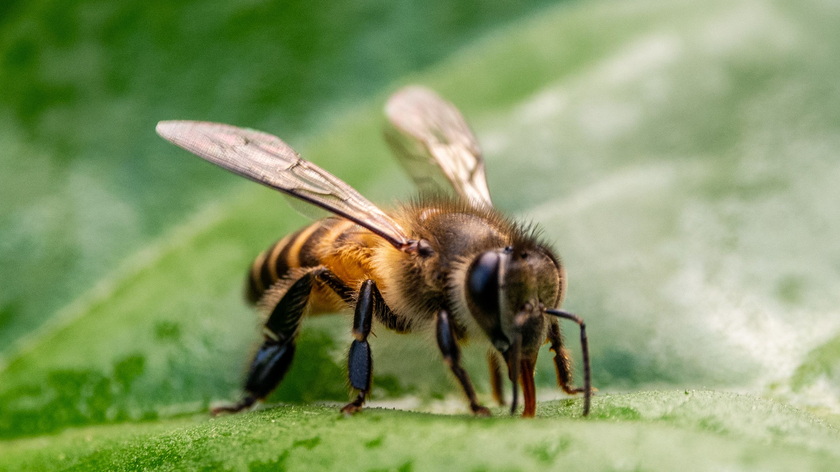 Las abejas sufren la ola de calor/ Pexels